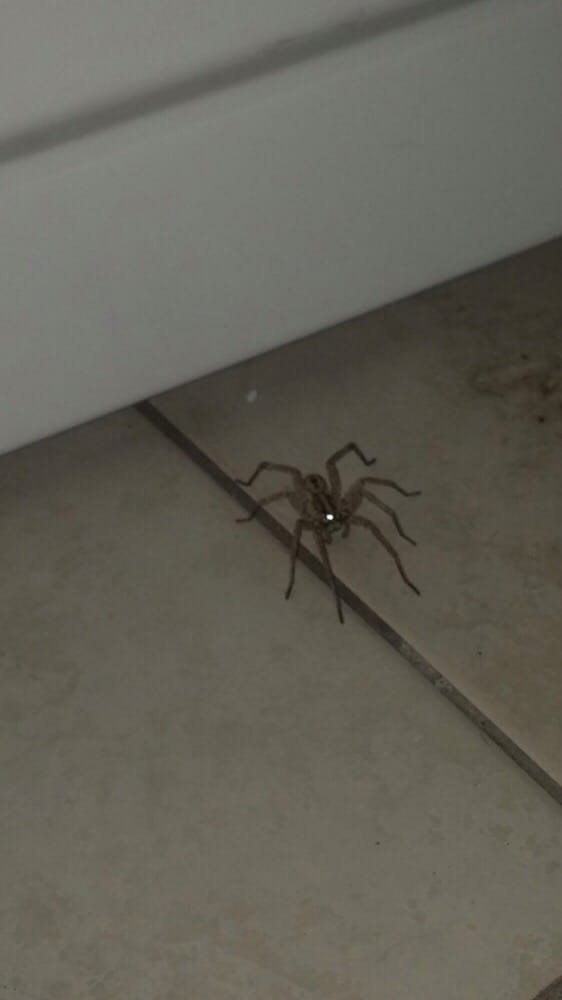 Eliminate Spiders in Las Vegas