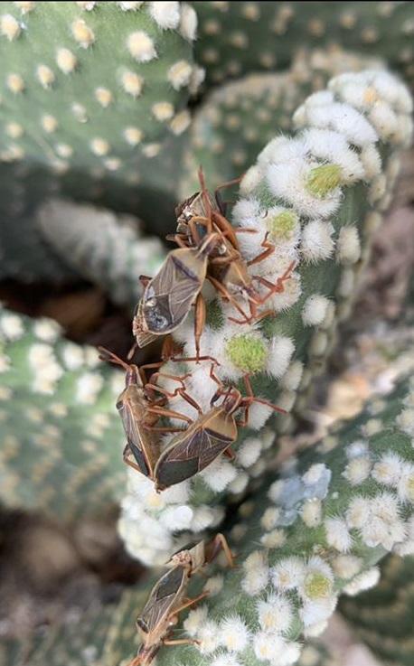 Getting rid of beetles