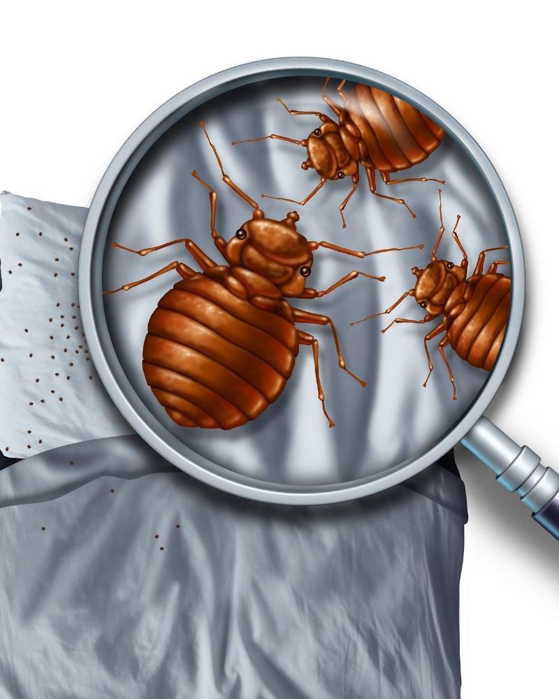 Bed Bug Exterminator Las Vegas Years of Experience