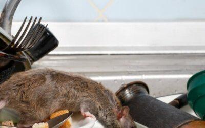 Rat Pest Control Las Vegas – Protecting Your Business or Residence in Las Vegas from Rat Intrusions