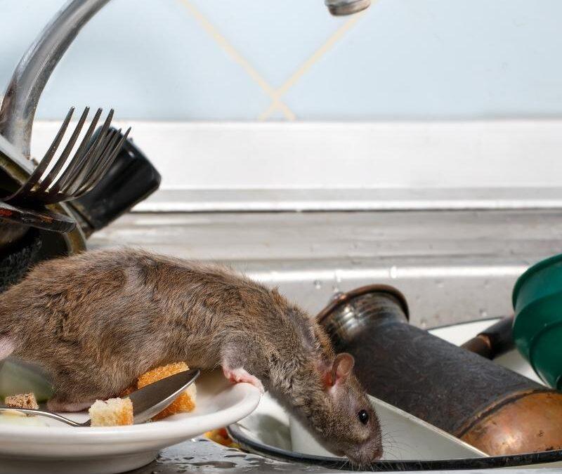 Rat pest control las vegas