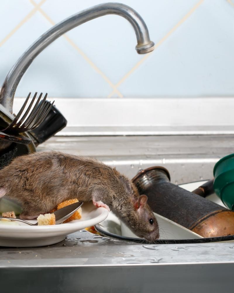 Las Vegas Rodent Control | Rat Exterminator in Las Vegas