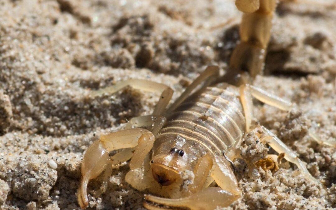 Todo lo que debe saber sobre la eliminación de escorpiones en Las Vegas
