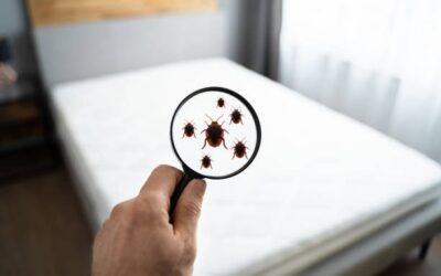 Bed bugs: this is what you can do