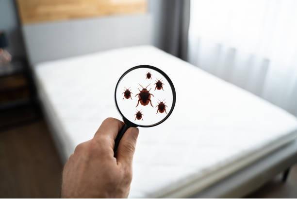 Bed bugs: this is what you can do