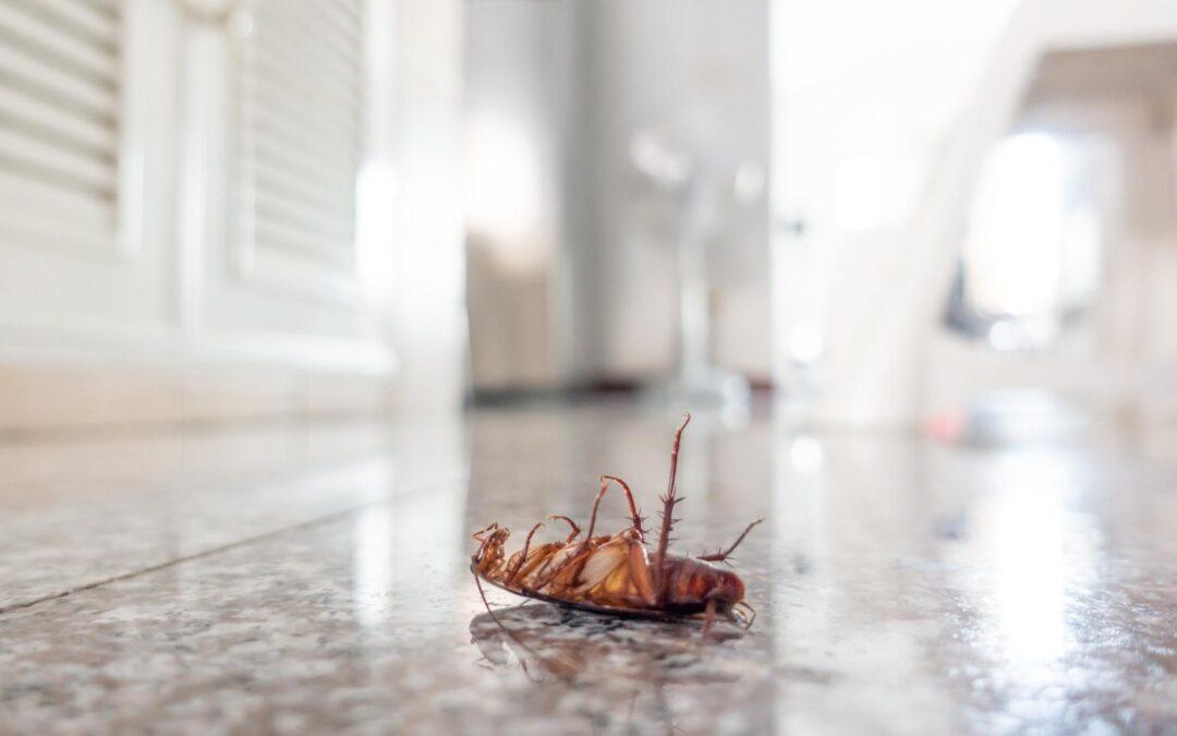 General Pests in a house: Cockroaches, Scorpions, Bees and Wasps, Ants, Spiders