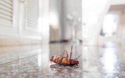 Plagas Generales en una casa: Cucarachas, Escorpiones, Abejas y Avispas, Hormigas, Arañas