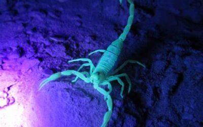 Night time Scorpion inspection