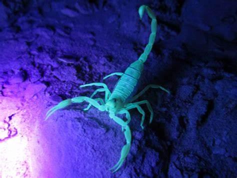Night time Scorpion inspection