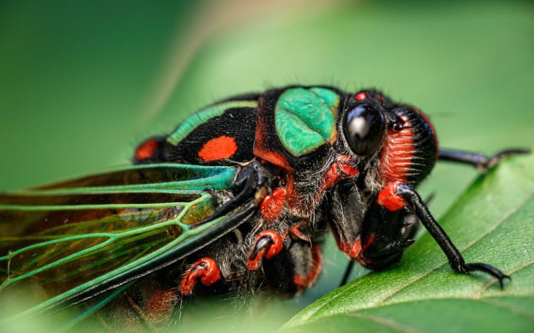 Cicada Pest Control