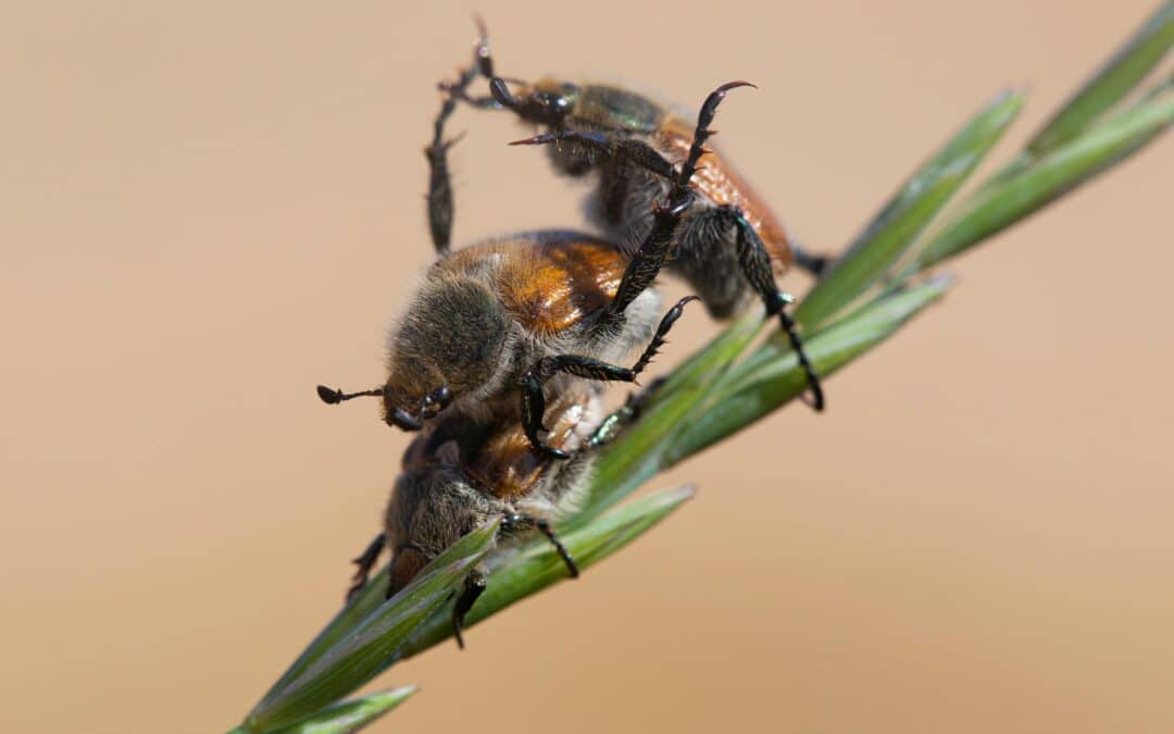 Beetle Pest Control Service
