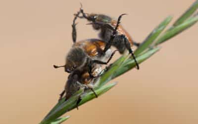 Taking Care of Common Beetles in Las Vegas – Beetle Pest Control
