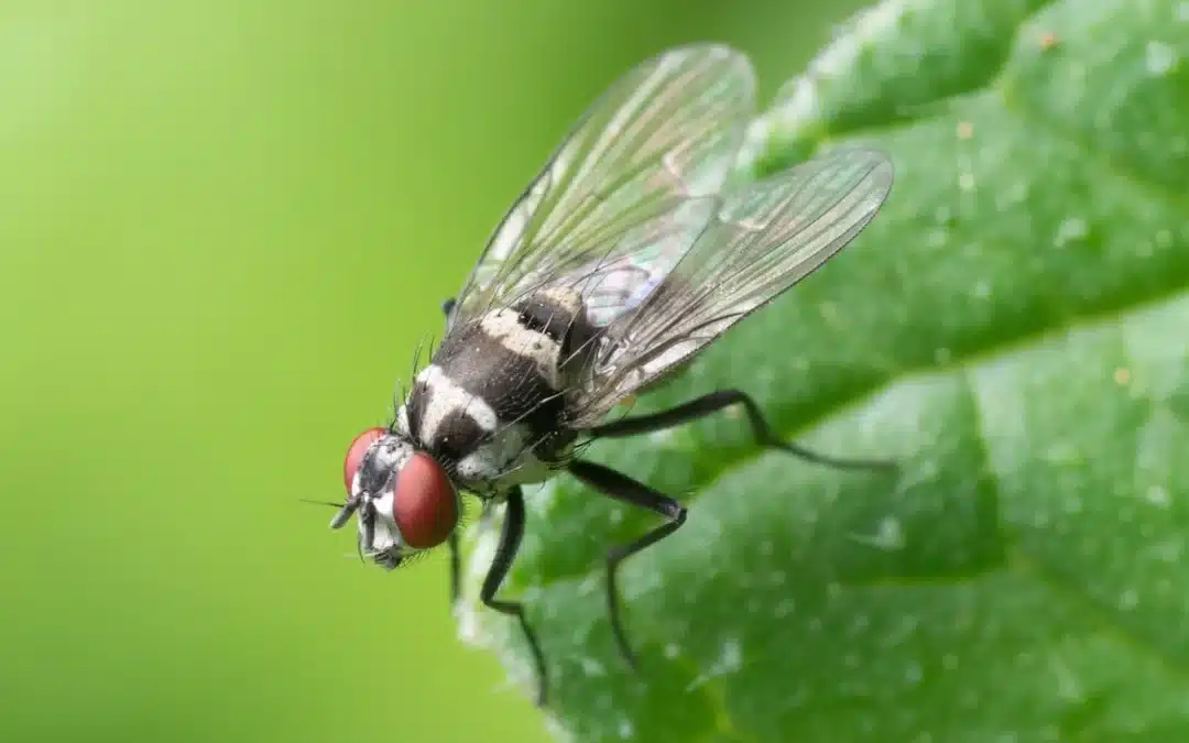 Efficient Fly Control: How to Prevent Flies in Your Home and Eliminate Them