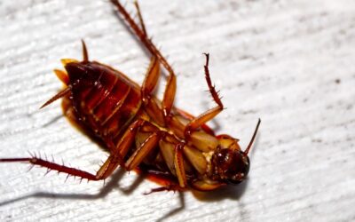 Expert Pest Control for Roaches in Las Vegas: Your Solution Awaits