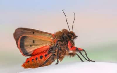 Keeping Your House Free of Moths: An Overview of Moth Pest Management