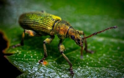 The Official Guide to Getting Rid Of False Chinch Bugs: Protect Your Lawn From These Tiny Invaders