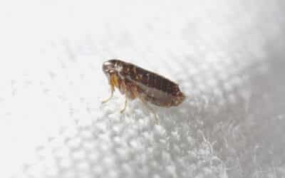 Fleas Pest Control in Las Vegas, NV: Professional Solutions for Flea Infestations