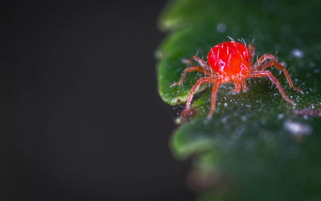 spider mite killer