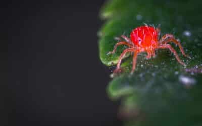 Eradicating Spider Mites: The Ultimate Guide to Effective Spider Mite Killers in Las Vegas, NV