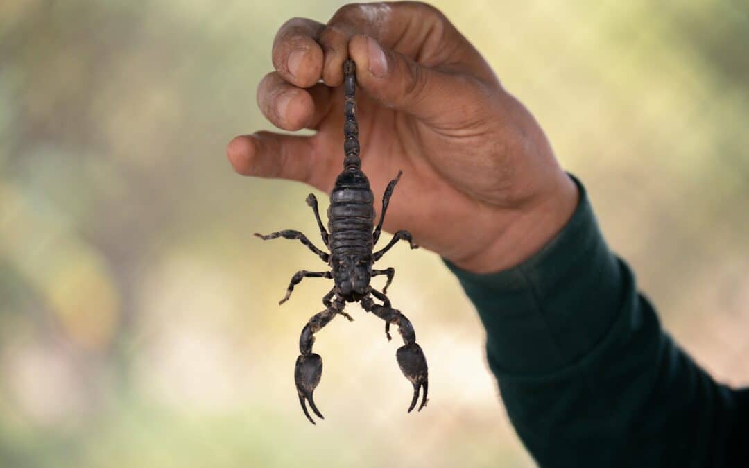 Las Vegas Scorpion Pest Contro