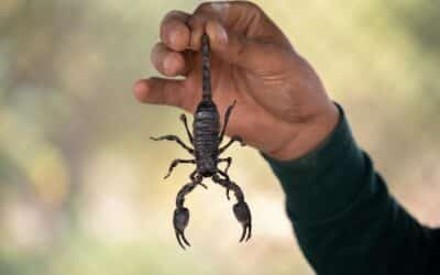 24/7 Las Vegas Scorpion Pest Control: We’re Here When You Need Us Most
