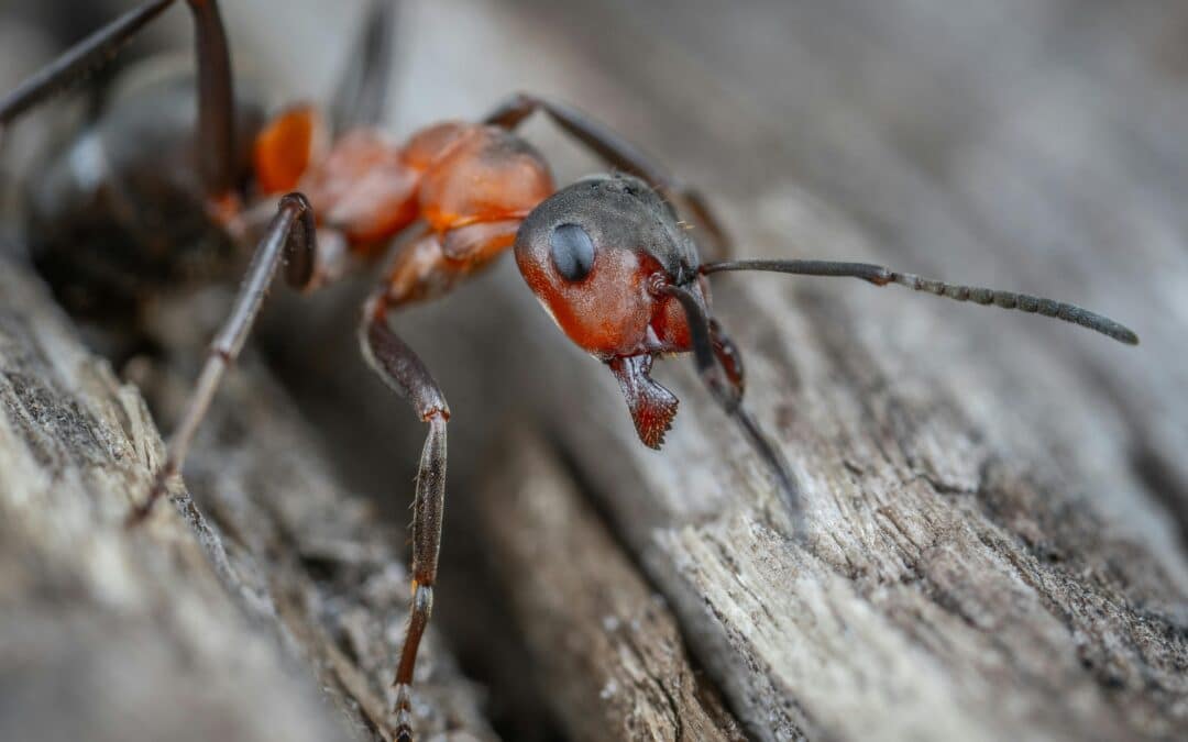 Las Vegas Ant Exterminator: Your All-Inclusive Guide