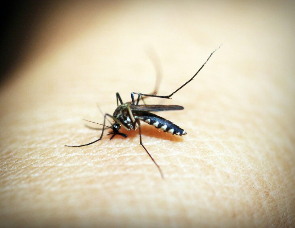 Mosquito Killers