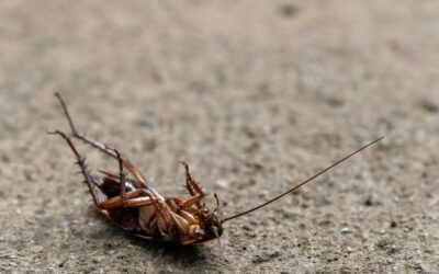Exterminate Unwanted Pests in Your Home or Business: Roach Extermination Las Vegas