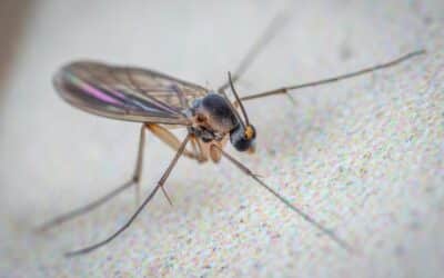 Gnat Control Near Me: Eliminating Tiny Troublemakers in Las Vegas