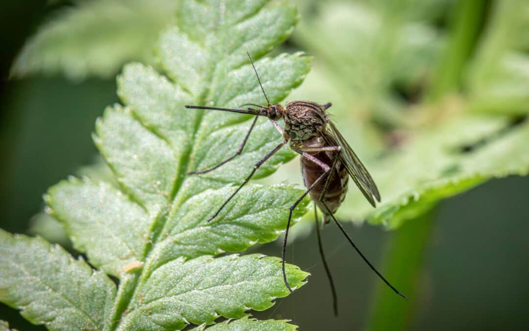 Mosquito pest control