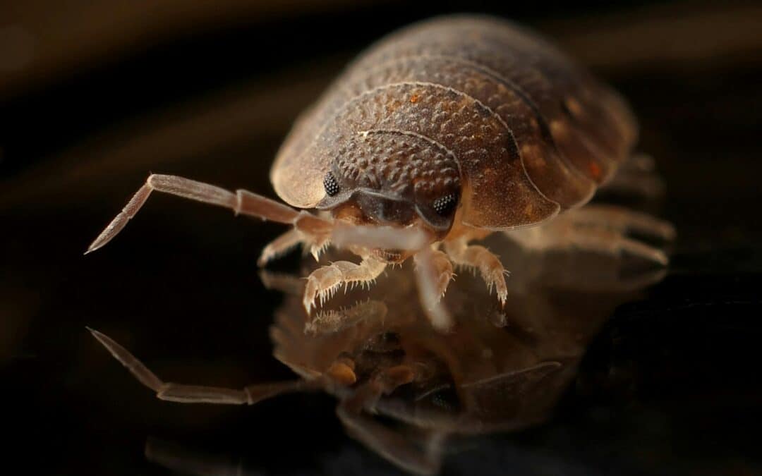 bed bug treatment las vegas