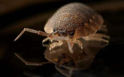 Bed Bug Treatment Las Vegas – Taking Control of the Hidden Pest
