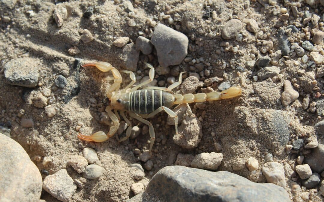 Extirpate Scorpions with the Best Scorpion Pest Control Las Vegas Offers