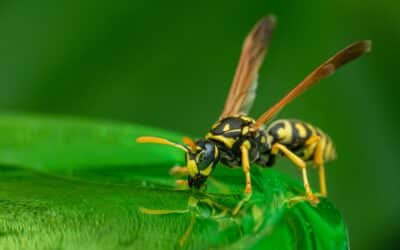 Proven Wasp Control Techniques for Your Home: A Controlled Sting