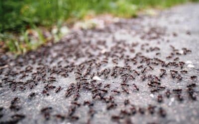 Local North Las Vegas Ant Control: Proven Solutions for Lasting Peace of Mind