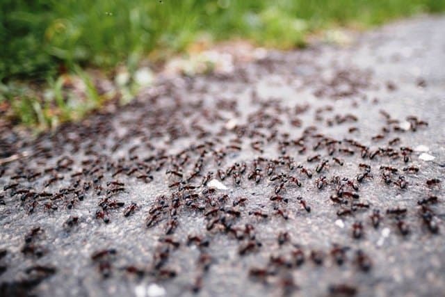 Local North Las Vegas Ant Control: Proven Solutions for Lasting Peace of Mind