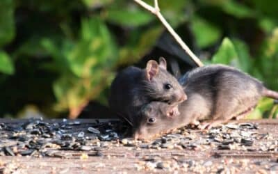 Mice Exterminator Las Vegas – Your Desert Rodent Control Fix