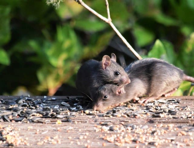 Mice Exterminator Las Vegas – Your Desert Rodent Control Fix