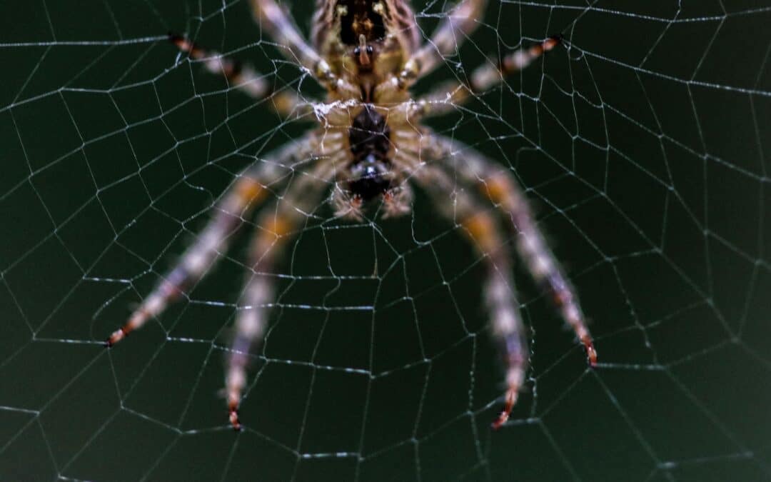 Spider Control Las Vegas: The Finest Resource for Protection and Destruction