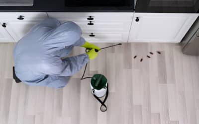 Reliable Pest Control Services to Keep Your Henderson Property Protected