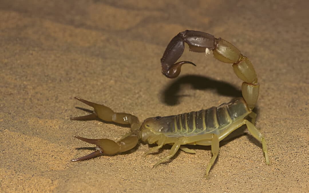 Scorpion Pest Control Las Vegas NV – Defending Against the Desert’s Sting