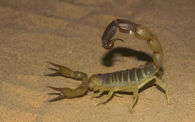 Scorpion Pest Control Las Vegas NV – Defending Against the Desert’s Sting