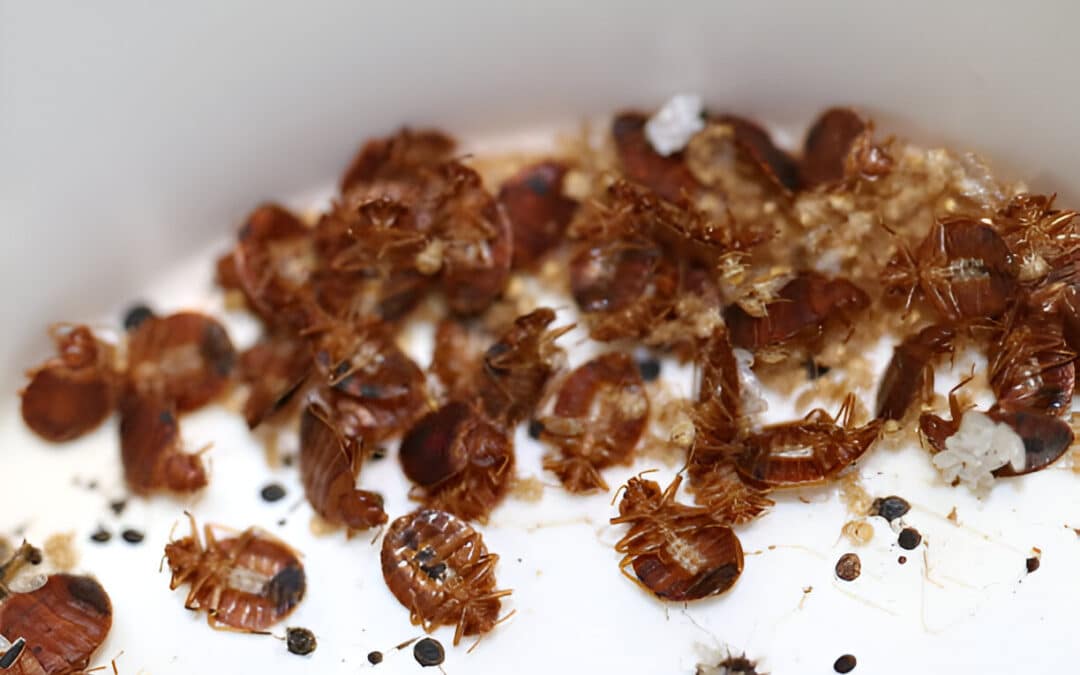 In Henderson, Nevada, You Have To Count On Josh The Bug Guy For Expert Bed Bug Extermination