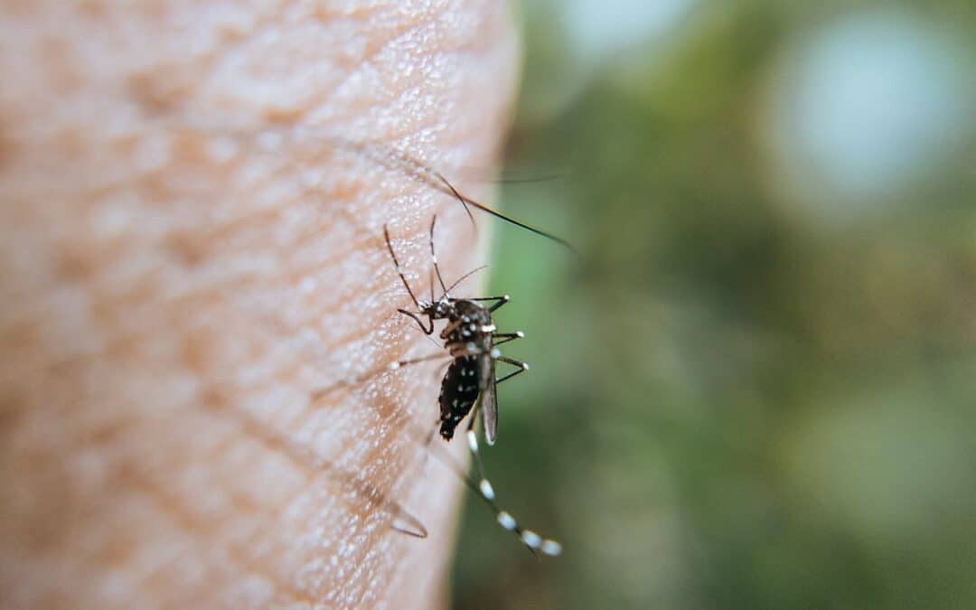 Mosquito Control in Las Vegas, NV: All-Inclusive Options for a Secure and Healthy Yard