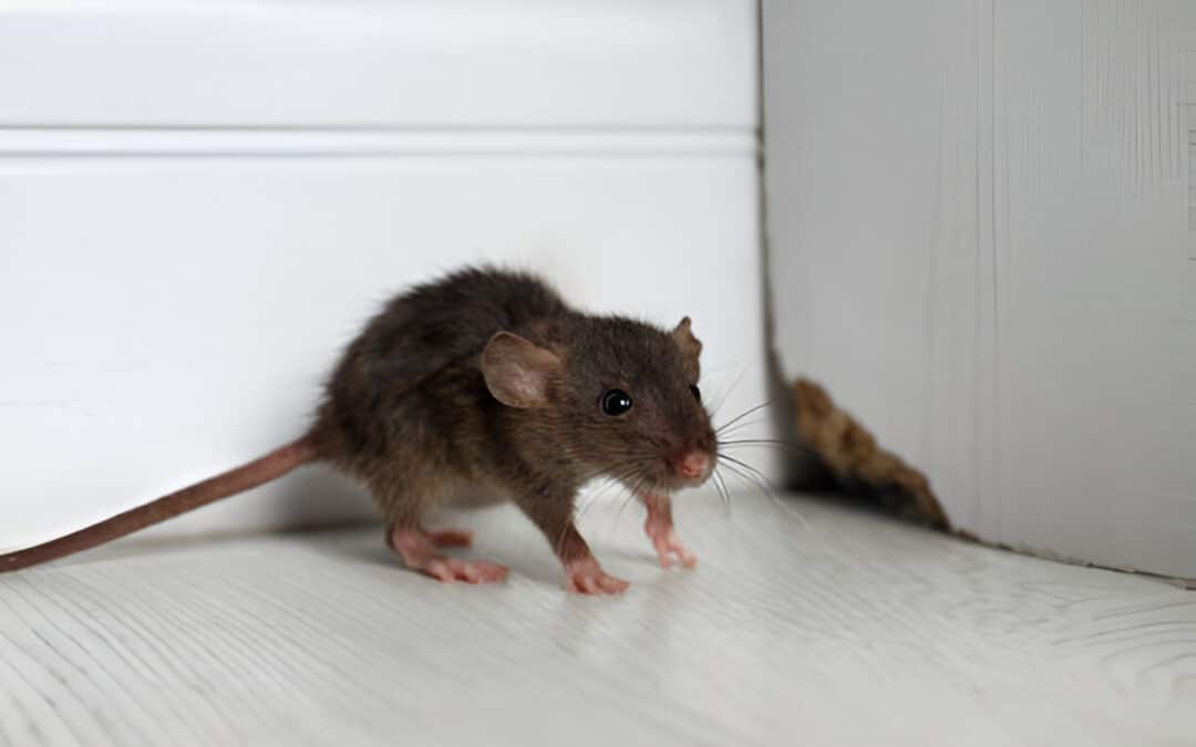 Josh The Bug Guy is an expert of offering treatments for rodent control in Las Vegas, Nevada