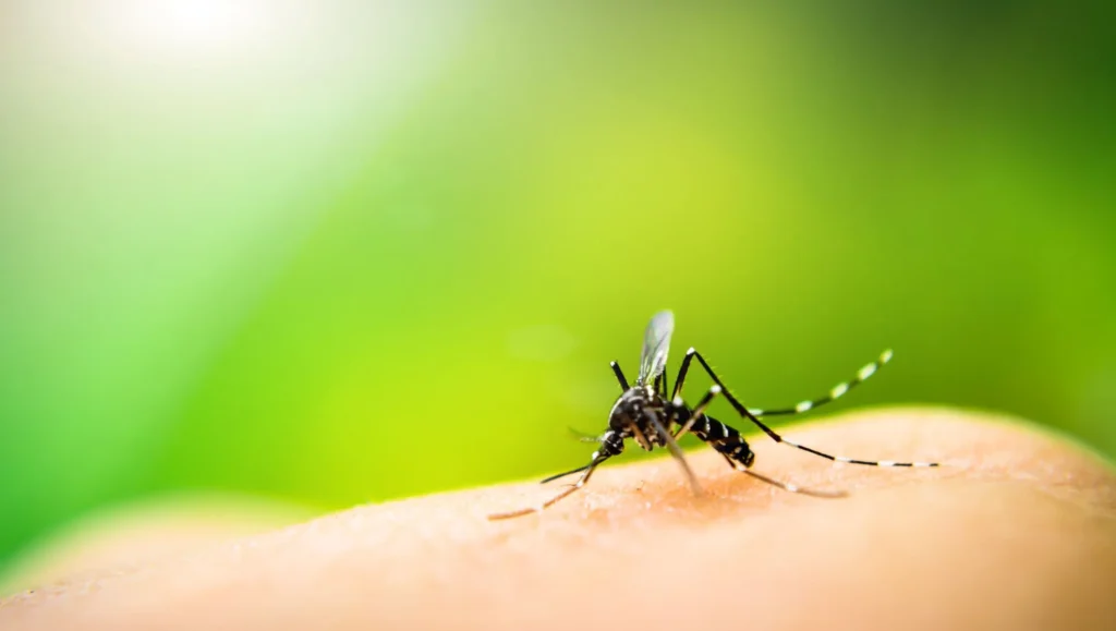 Best Mosquito Killers