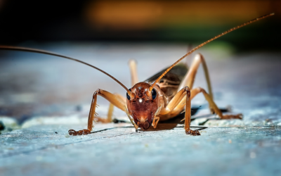 Mosquito Killers in Las Vegas The Best Ways to Keep Mosquitoes Away